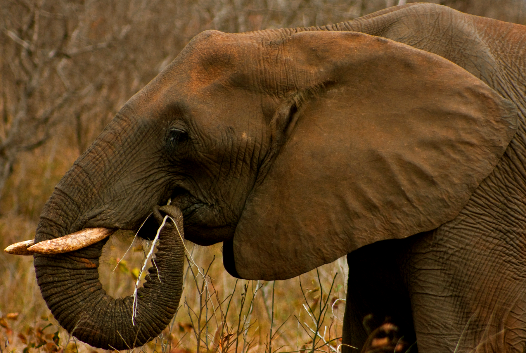 Elephant Color