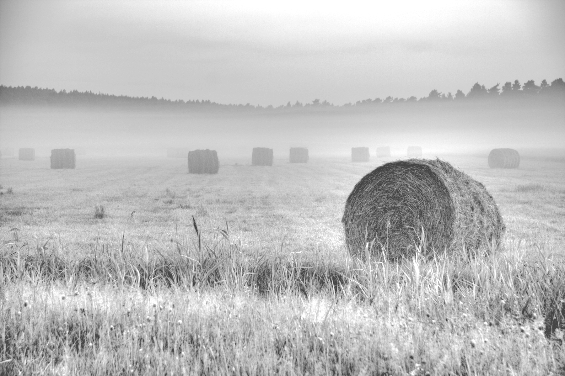 Field