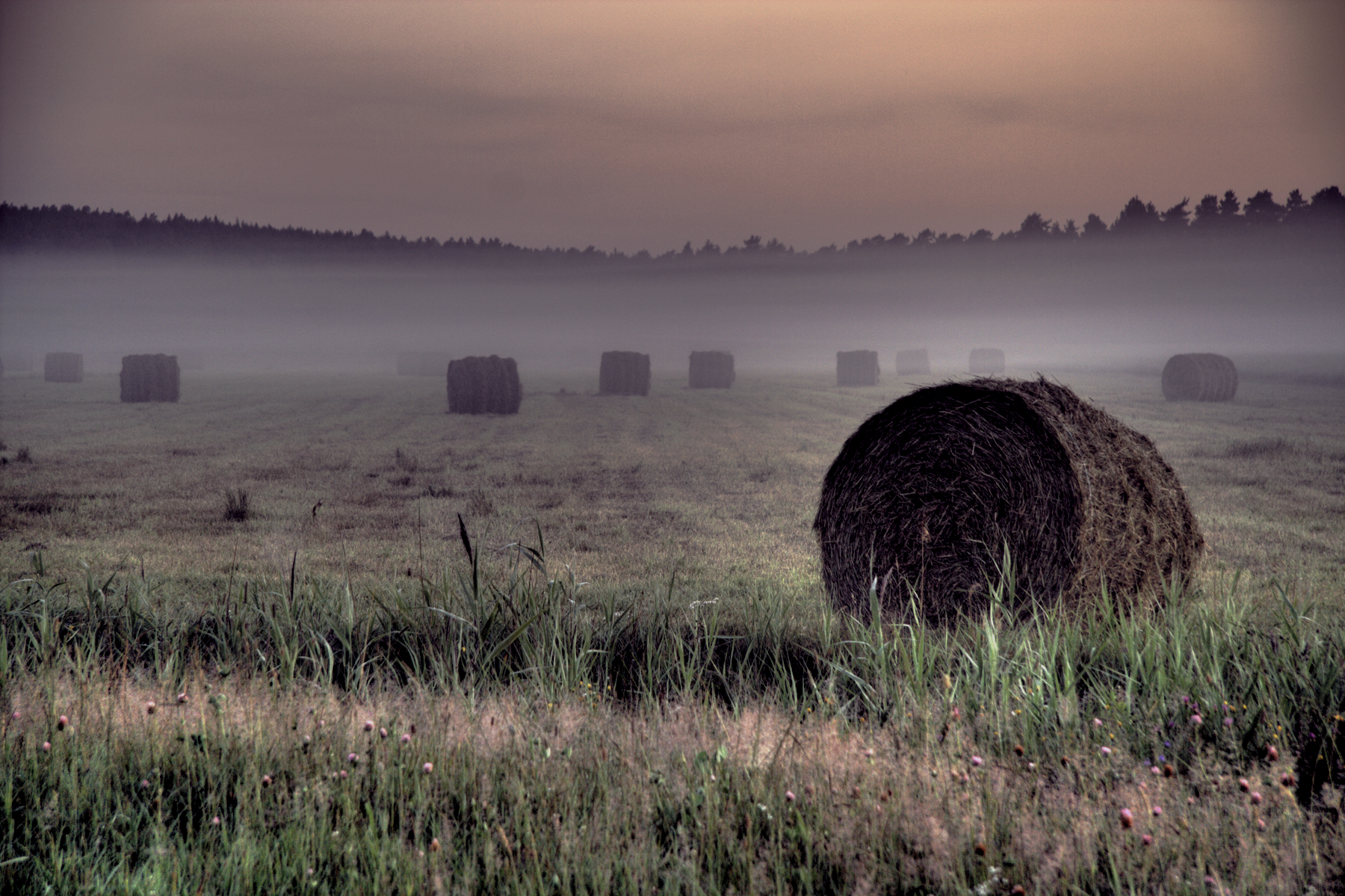 Field Color